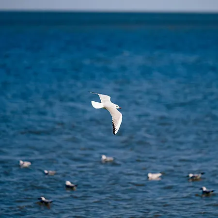 Nazli - 2 Min De Plaja エフォリエ・ノルド